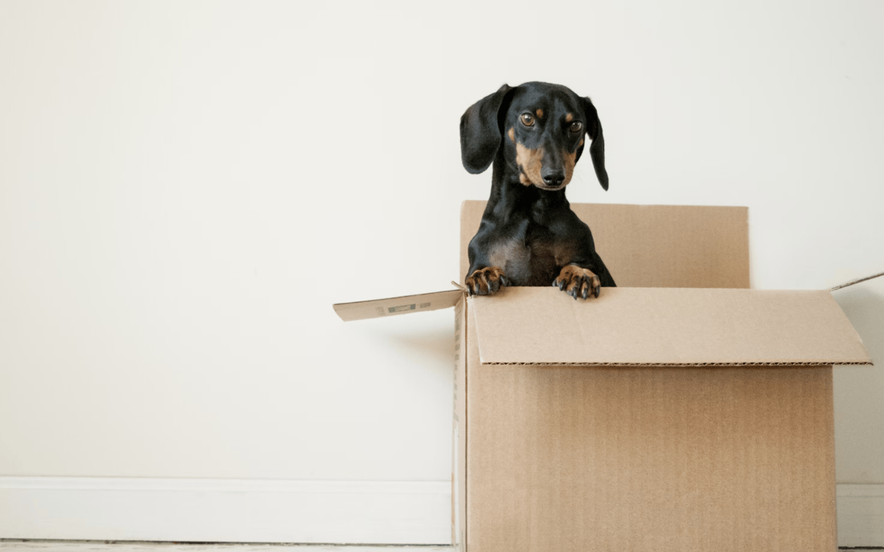 Tips for Moving with Pets