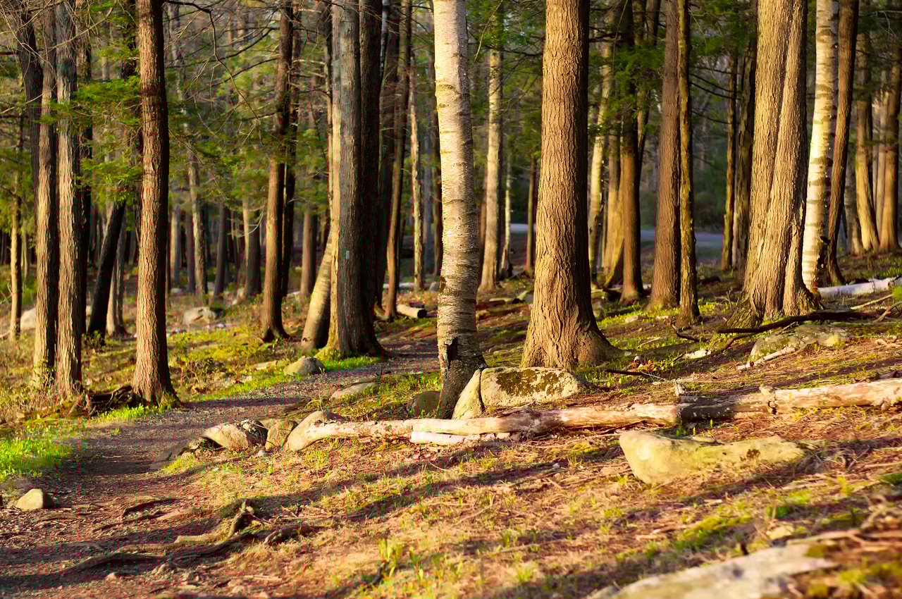 Our Favorite Nature Trails & Walking Paths in MetroWest Massachusetts