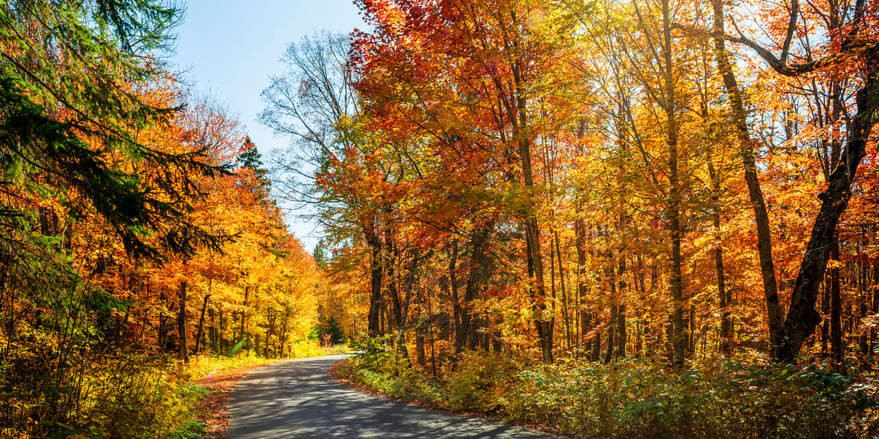 Curving road through a sunlit forest of orange and golden autumn leaves.