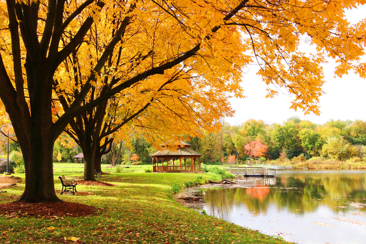 Autumn park with a pond, wooden gazebo, footbridge, and golden-leaved trees.