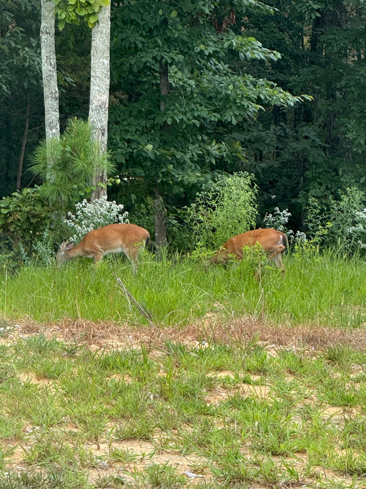 Looking for Friendly Neighbors.....