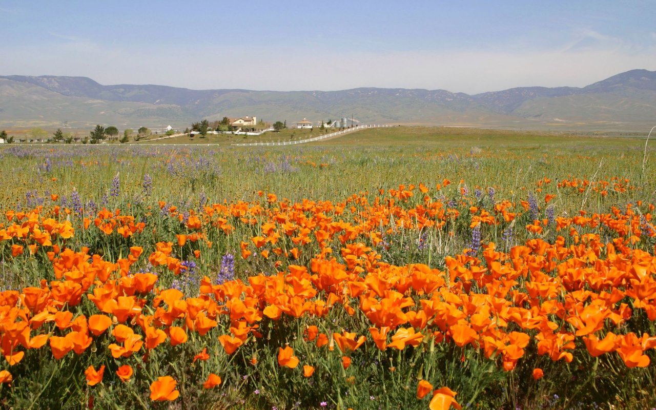 Antelope Valley