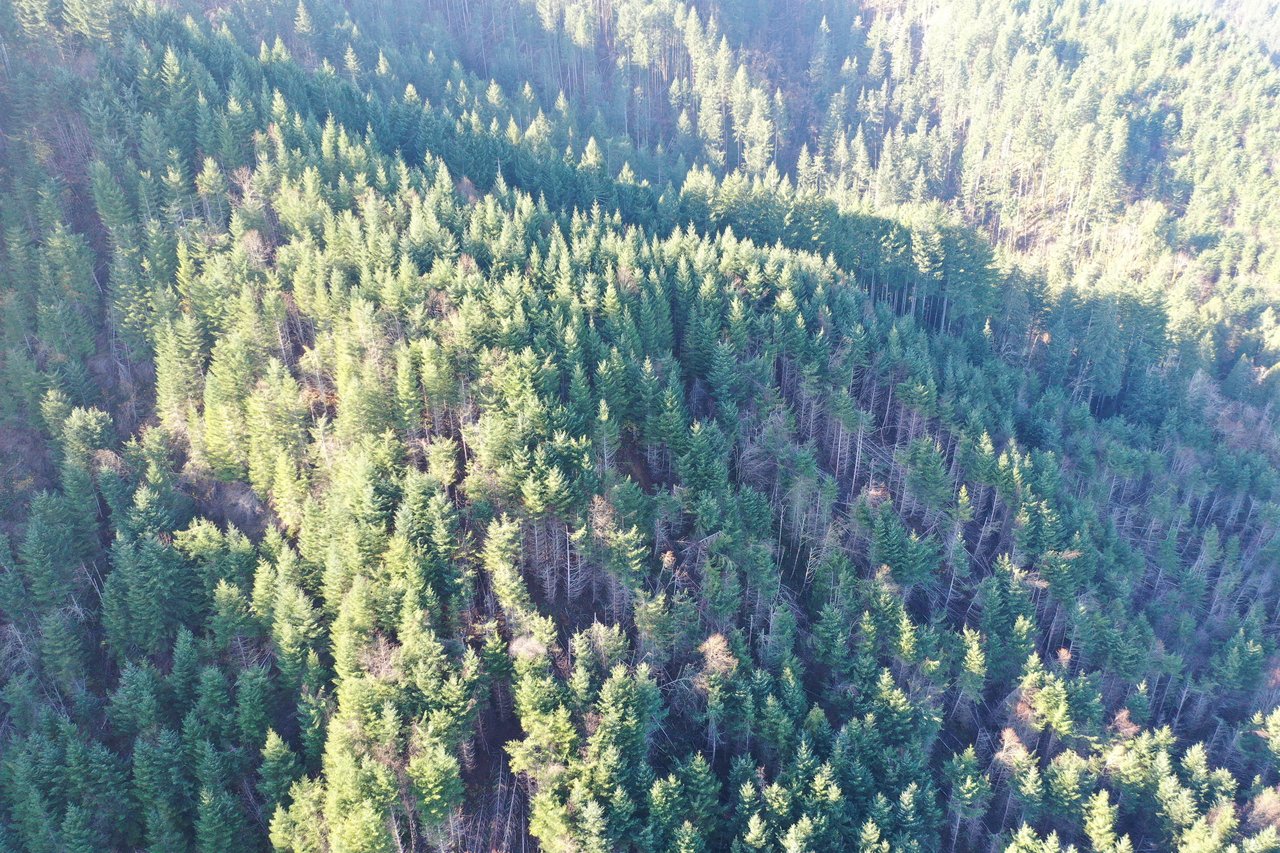 Rust Road Forest
