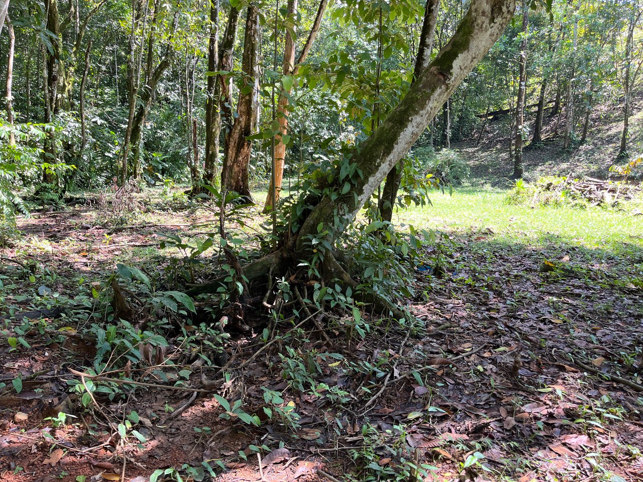 Tortuga Abajo Lot, Just before Ojochal.