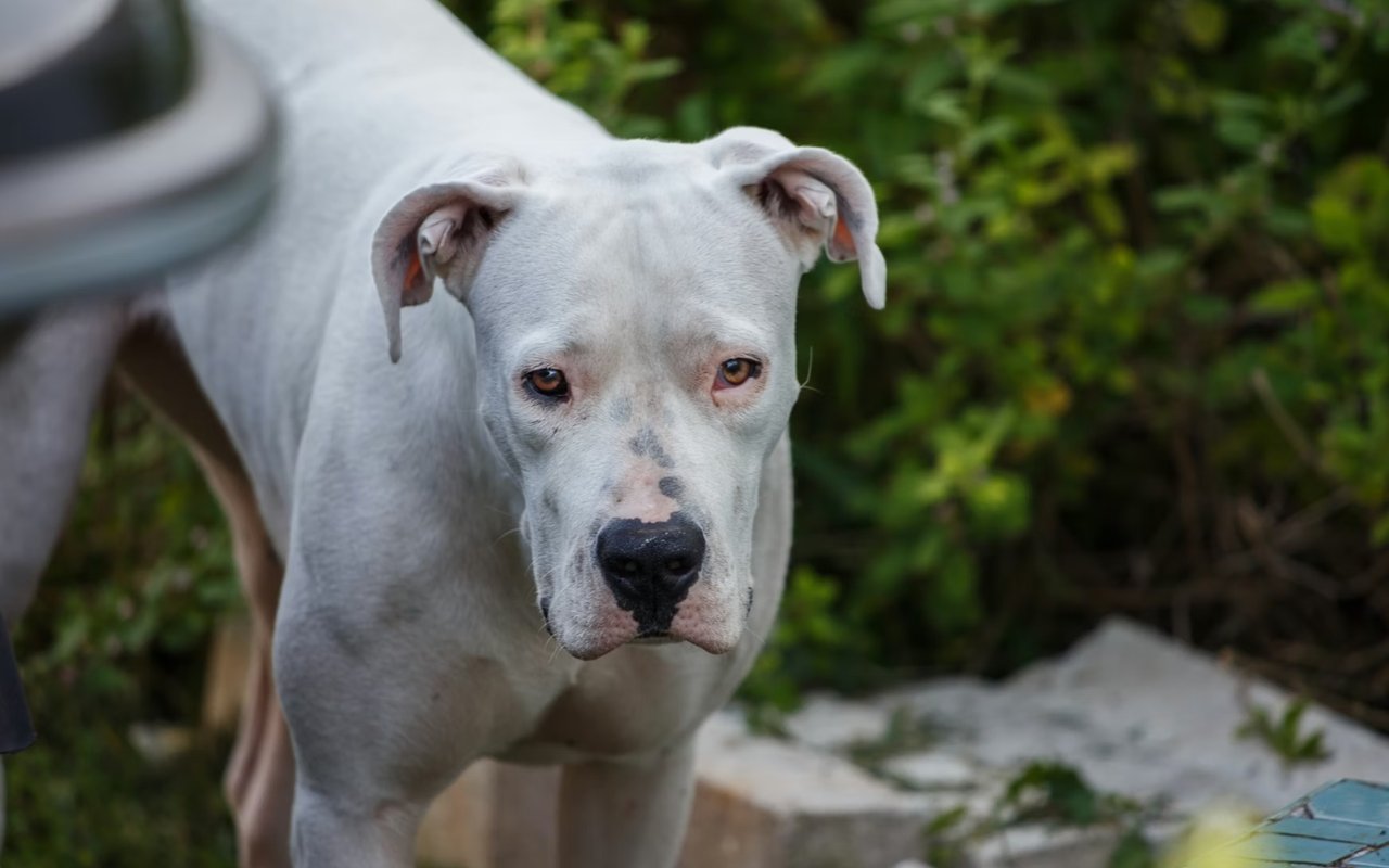 Fun with Your Pets in Coconut Grove