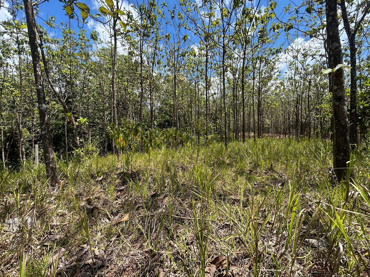 Prime 1.24-Acre Land in Matapalo / San Andrés – Ready to Build