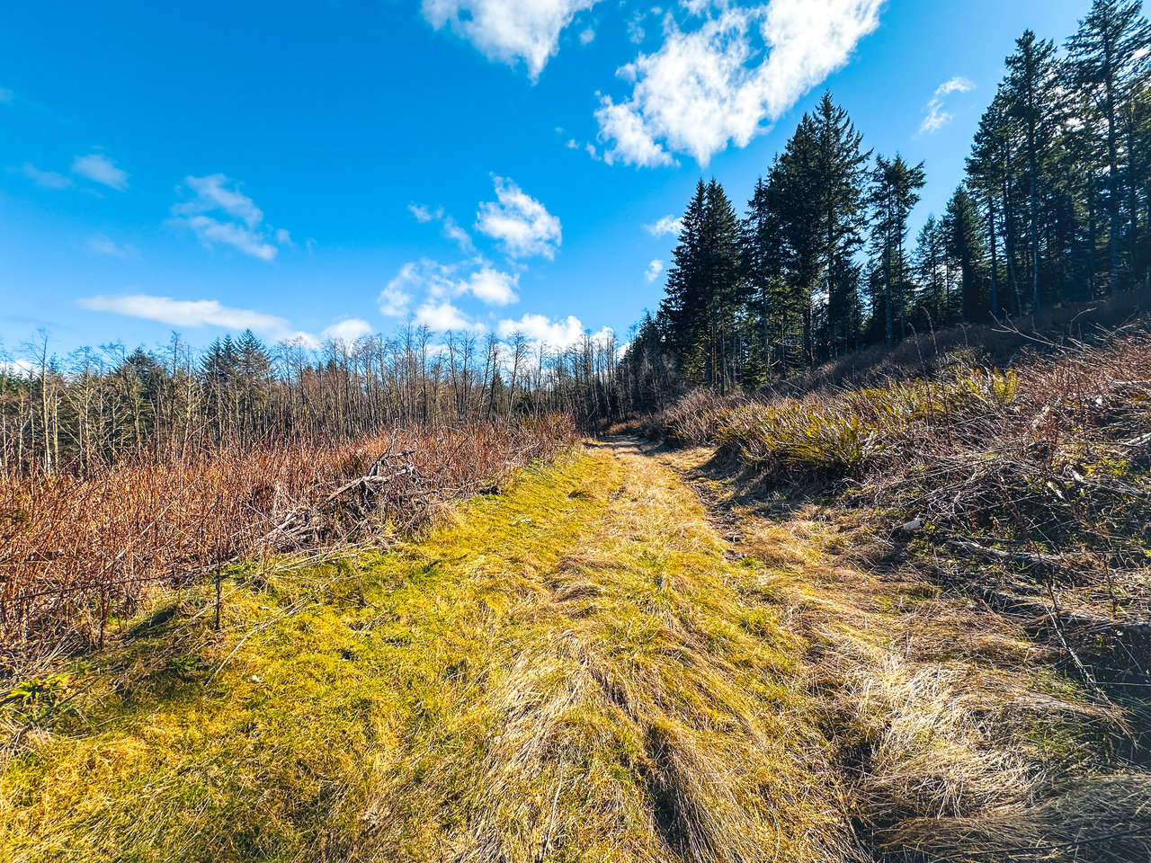 Marion Woods - Auction