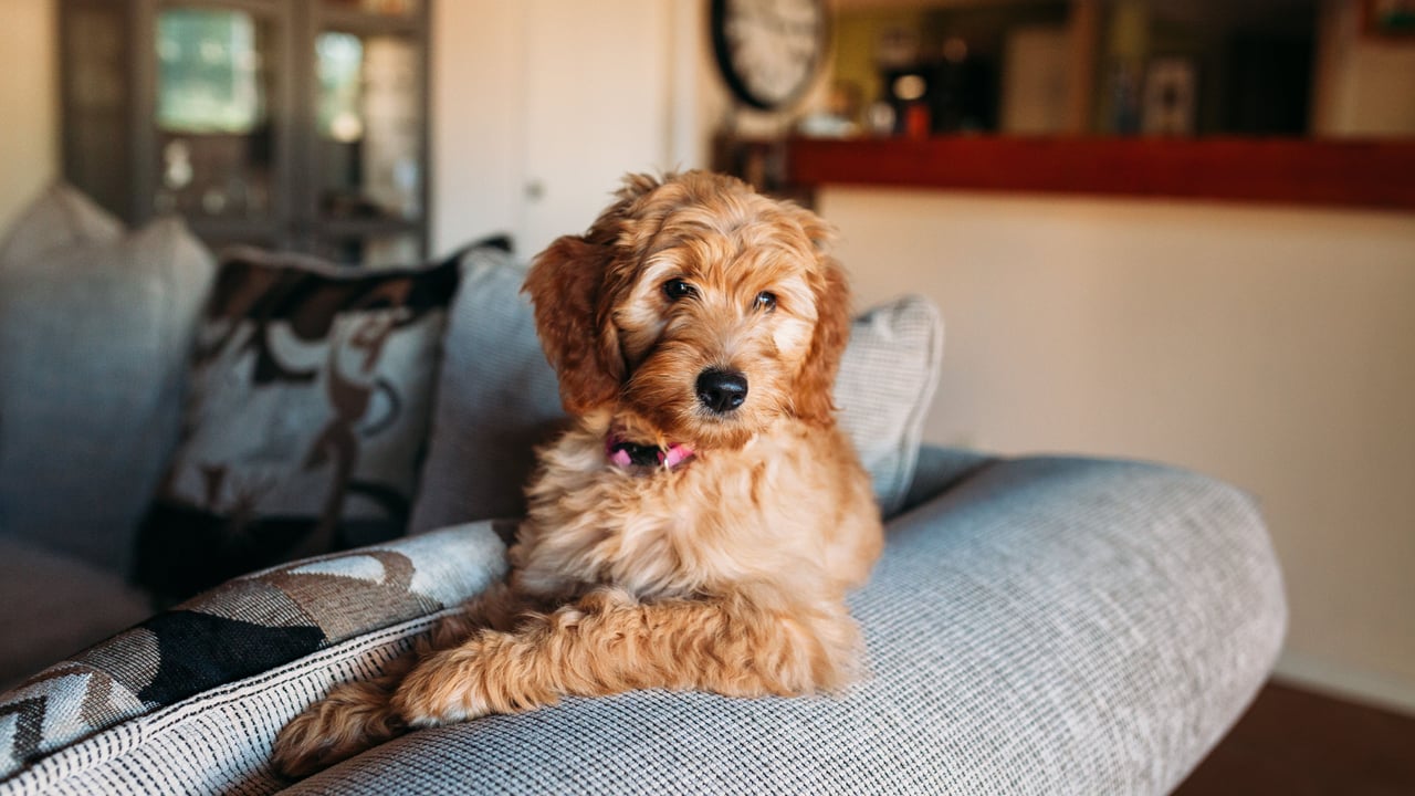 Best San Jose Neighborhoods for Dog Owners: Parks, Trails, and Amenities