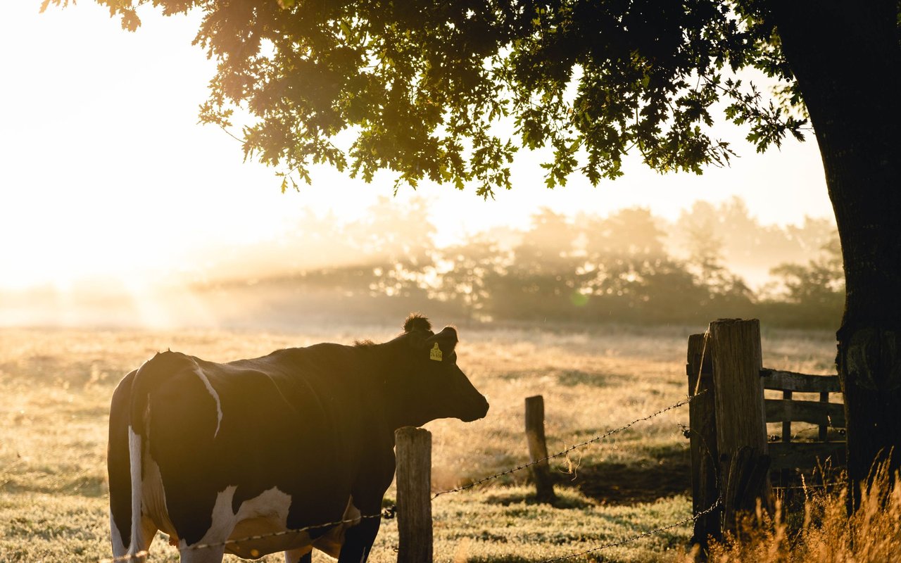 Blue Jack Ranch
