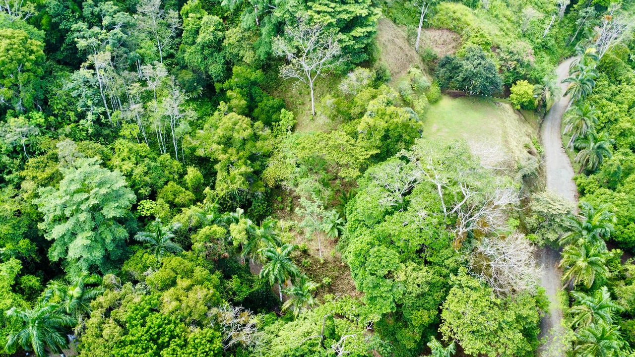 3.6 Acre Ocean View, Near the Beach & Cool Mountain Elevation