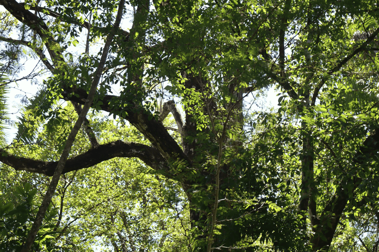 Eco Sanctuary In Playa Marbella - 250 Acre Riverfront
