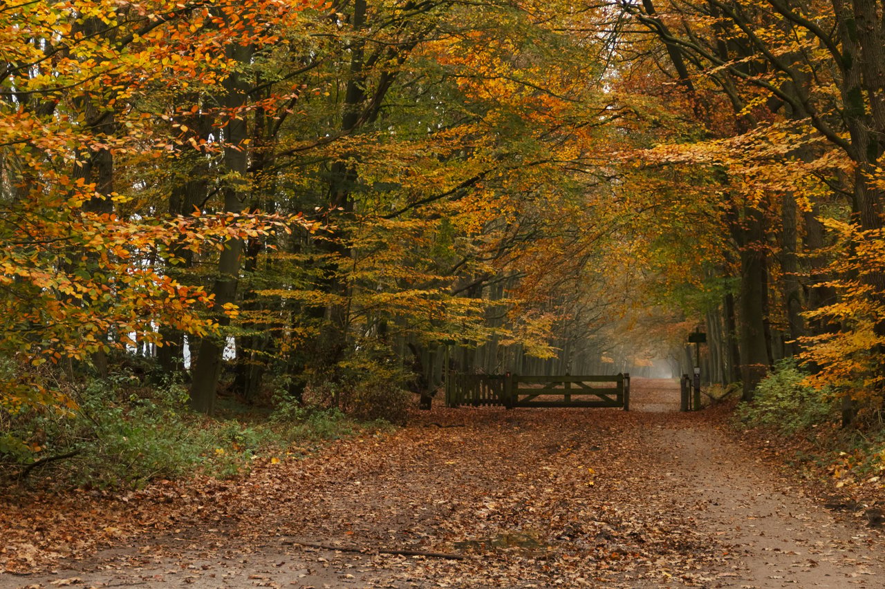 Leaf-covered path winds through golden autumn trees toward a wooden gate.