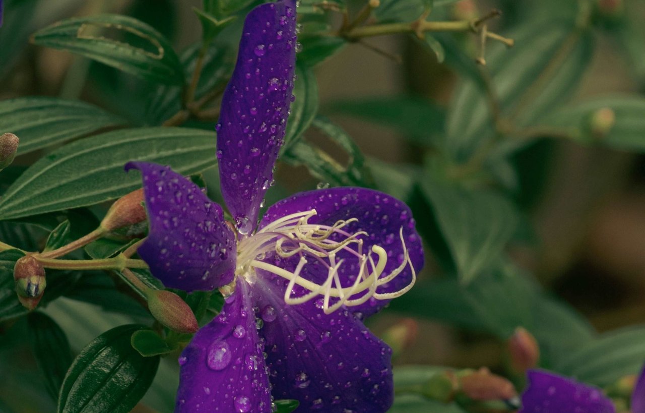 Assessing Flood Risk for Your Dream Home: What You Need to Know