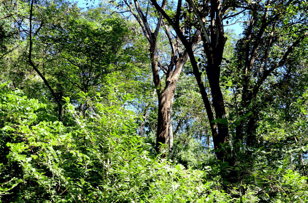 Eco Sanctuary In Playa Marbella - 250 Acre Riverfront