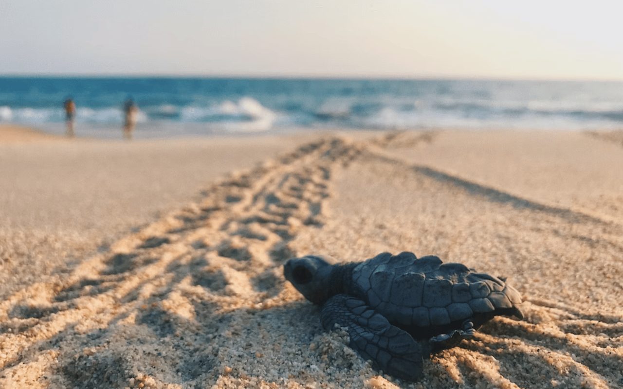 The Top Attractions in Indialantic, FL for Locals or Tourists