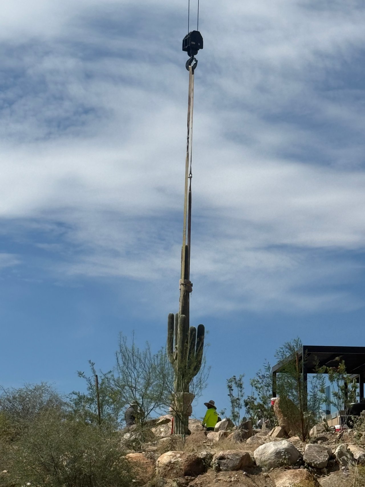 Three Century-Old Saguaros Make a Grand Entrance at Saguaro Ranch