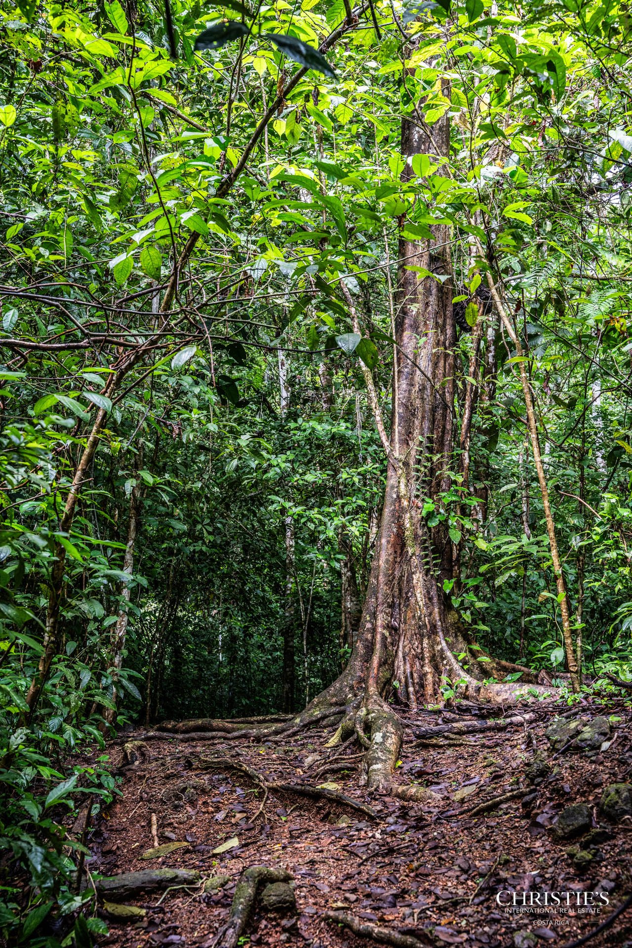 El Encanto Estate Waterfall, Regenerative Land & Carbon‑Neutral Sanctuary a Legacy Property