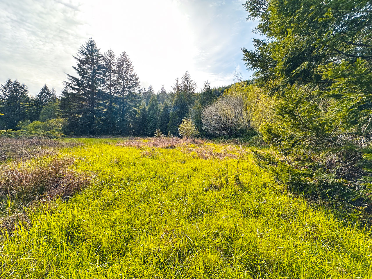 Nelson Mountain Meadows