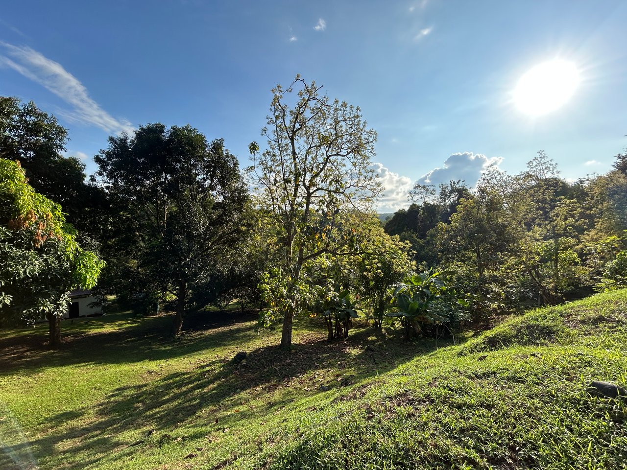 Commercial & Residential Property in Punta Mala with Producing Fruit Trees