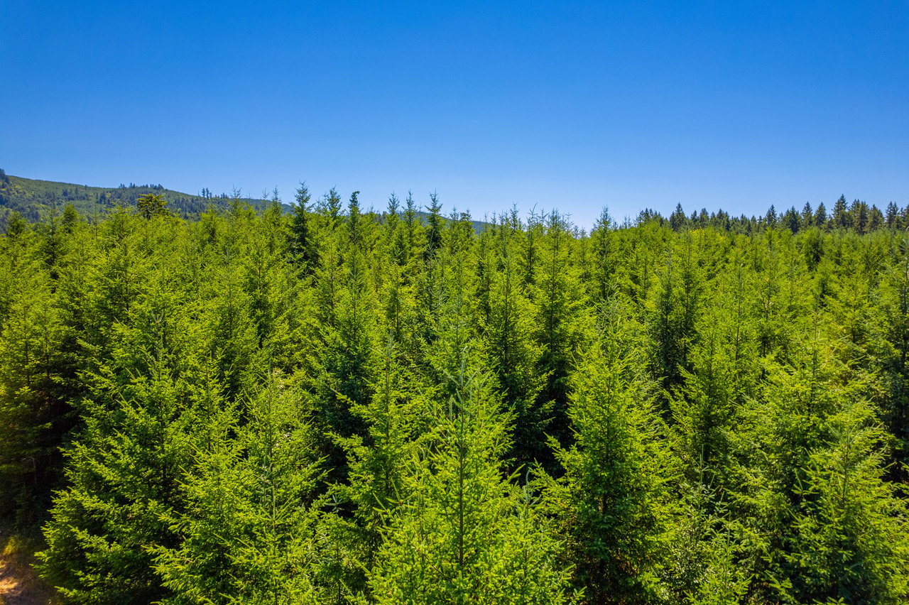 Hayes Hill Tree Farm 