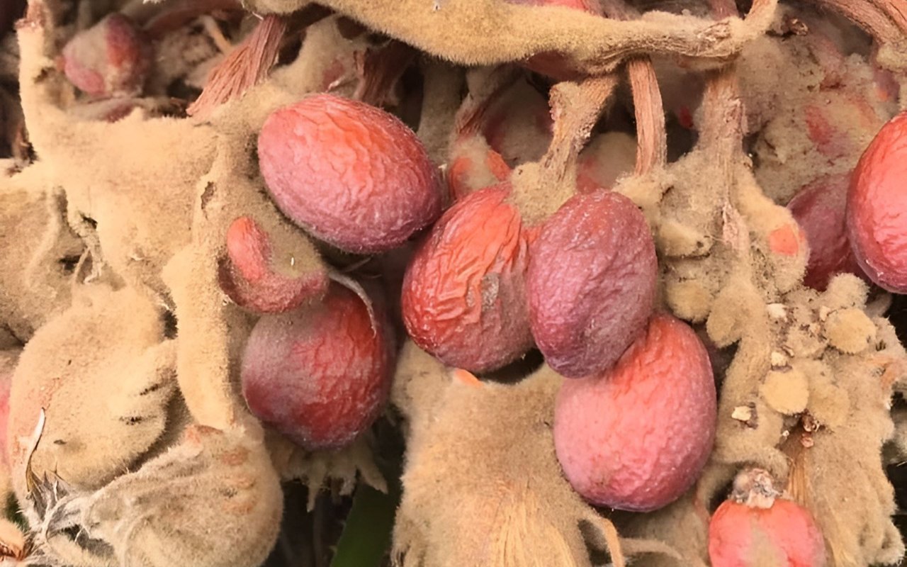 Wrinkled reddish-pink sago palm nuts nestled among fuzzy tan fibers.
