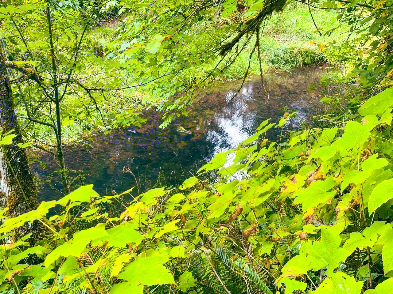 Little Forest