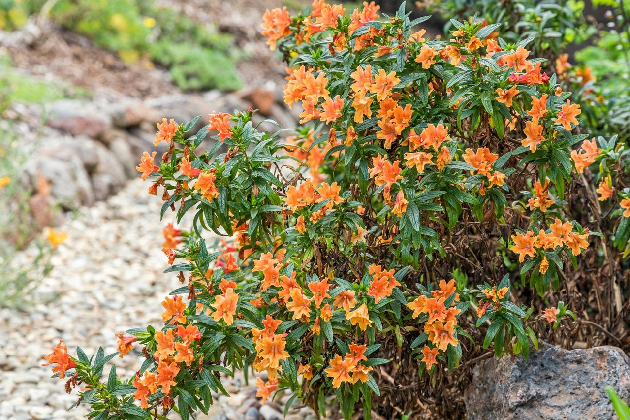 50 Altamont Avenue, Mill Valley