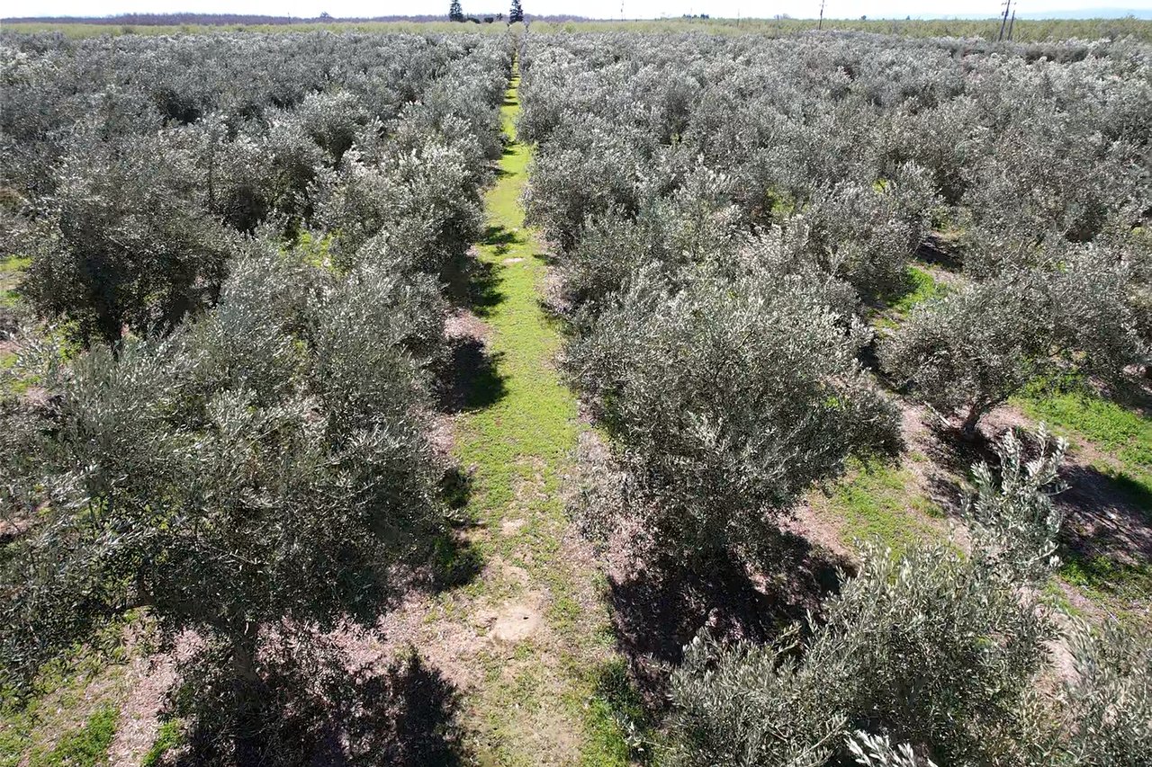Olive Processing Plant with Olive Orchard & Residence