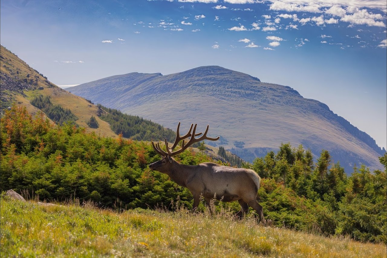 Driving Into the Wild: A Sensory Journey Along Old Fall River Road