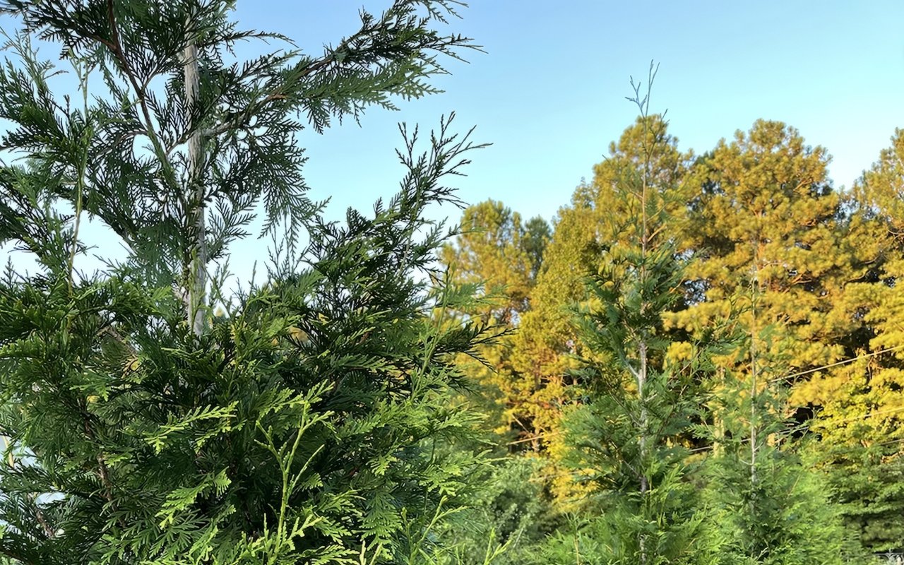 Plant of the Week: Arborvitae
