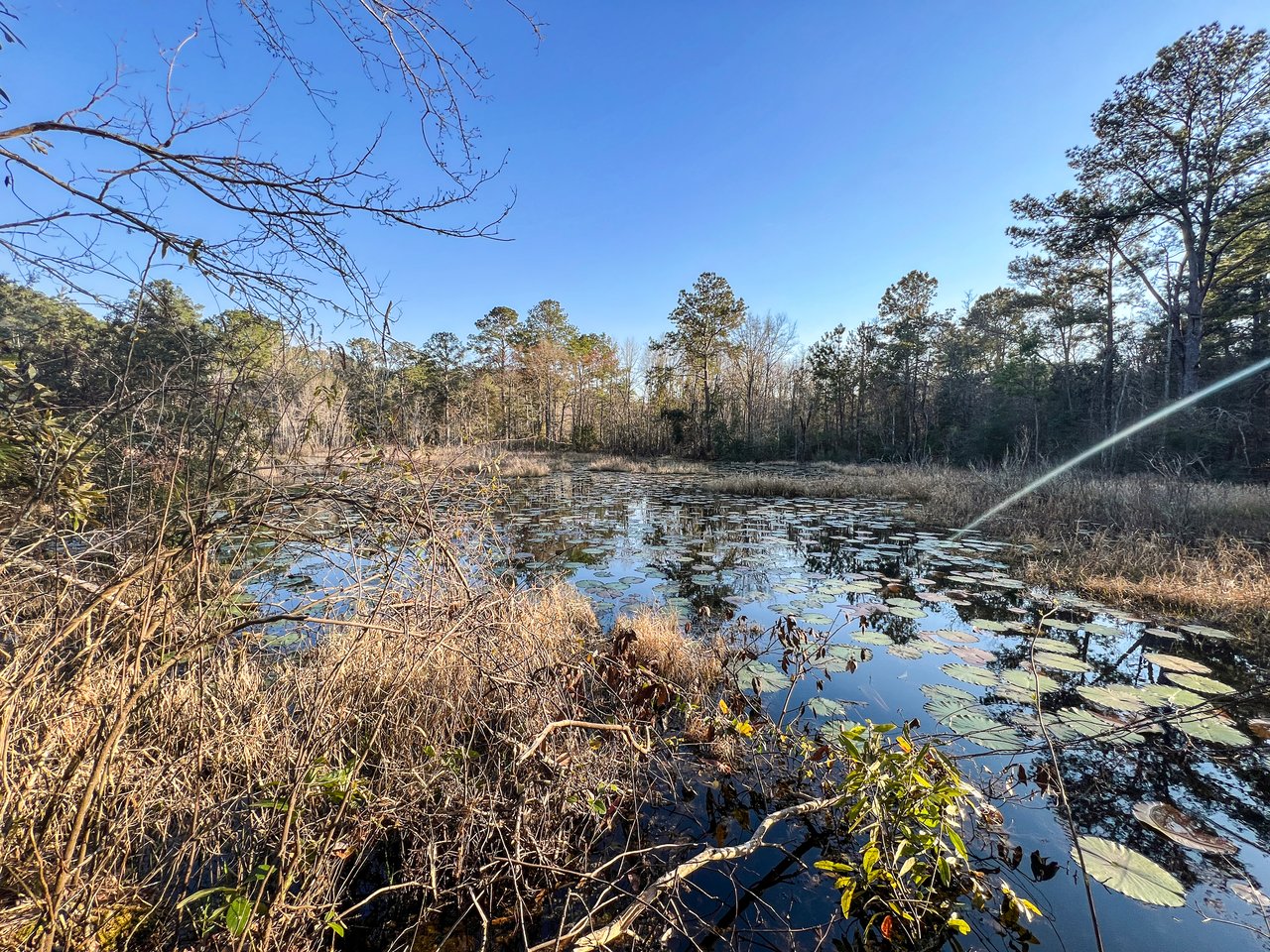 Serene pond surrounded by tall trees and dry grass, with lily pads floating on the reflective water under a clear blue sky. Calm and peaceful atmosphere.