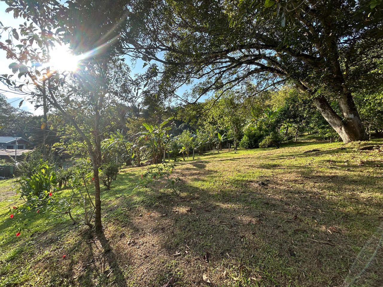 Commercial & Residential Property in Punta Mala with Producing Fruit Trees