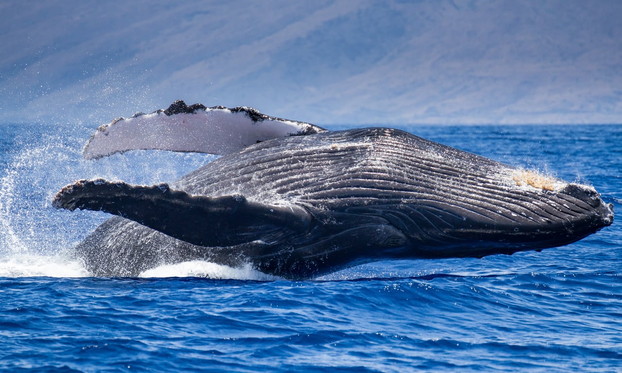 How Maui’s Unique Ecosystem Shapes Daily Life on the Island