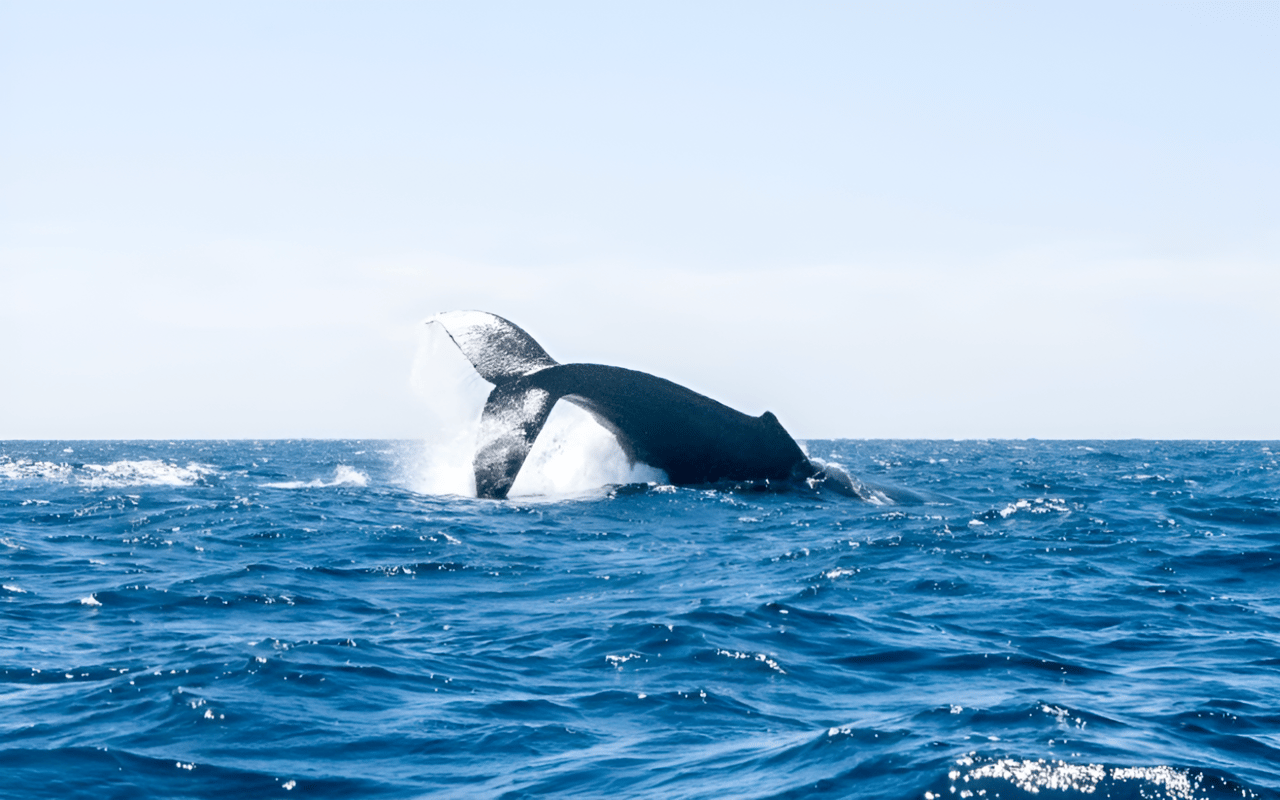 Luxury Living in Los Cabos: A Whalesong of Exquisite Living
