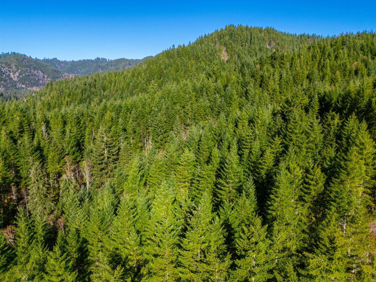 RICHARDSON TIMBER