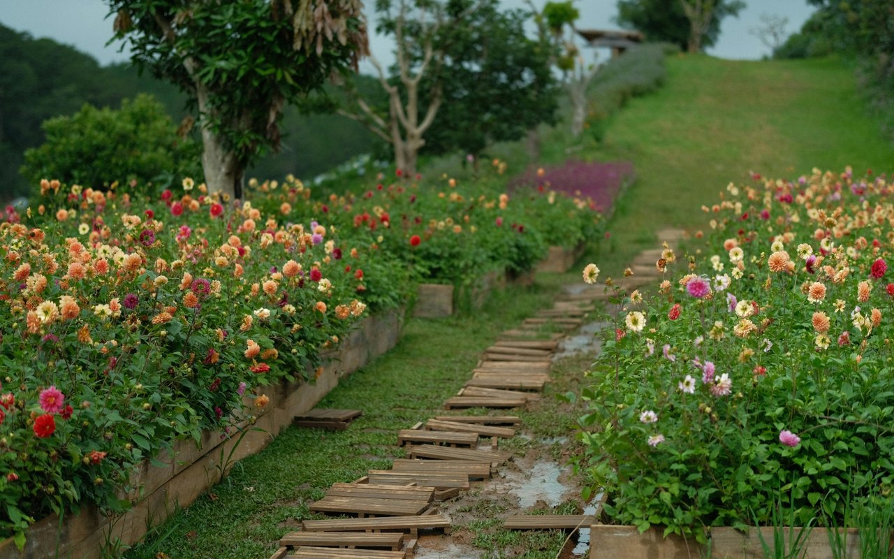 Planting a September Flower Garden in Connecticut