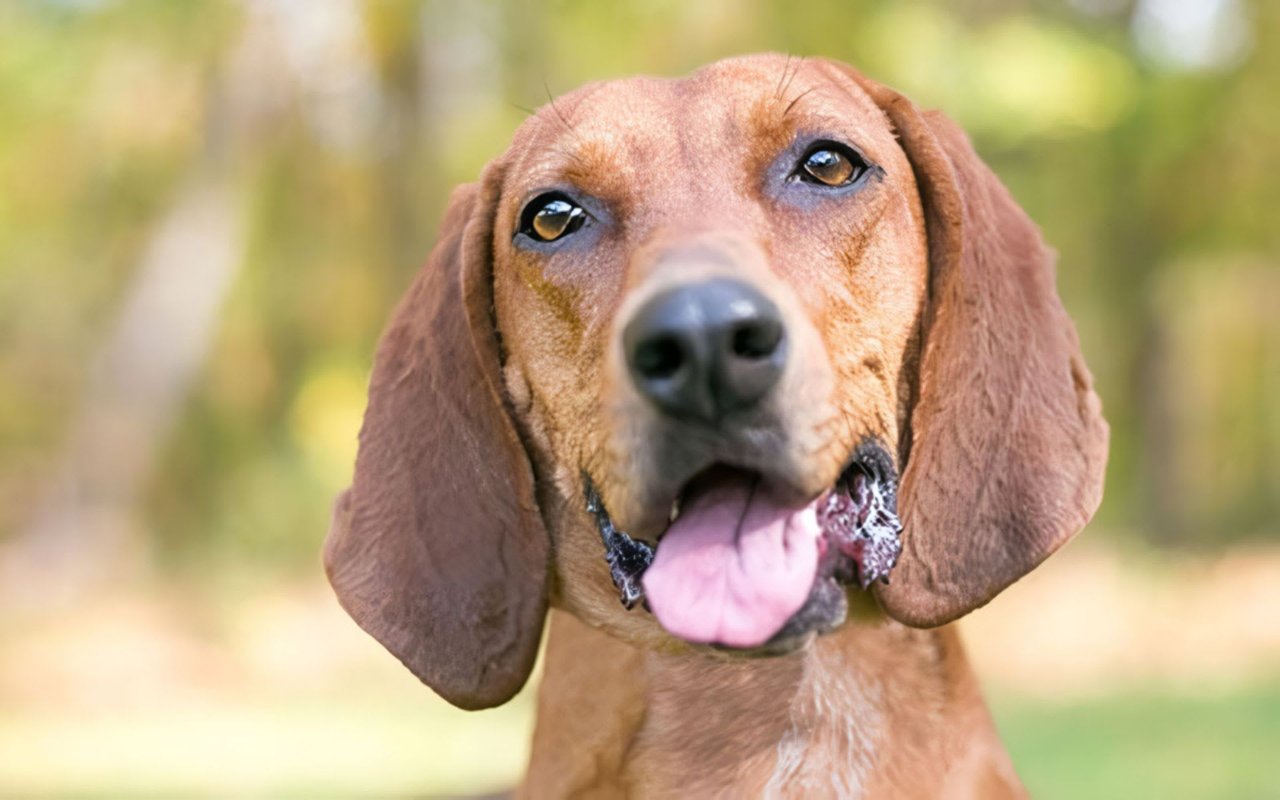 Your Complete List of Dog-Friendly Places in Saluda, NC