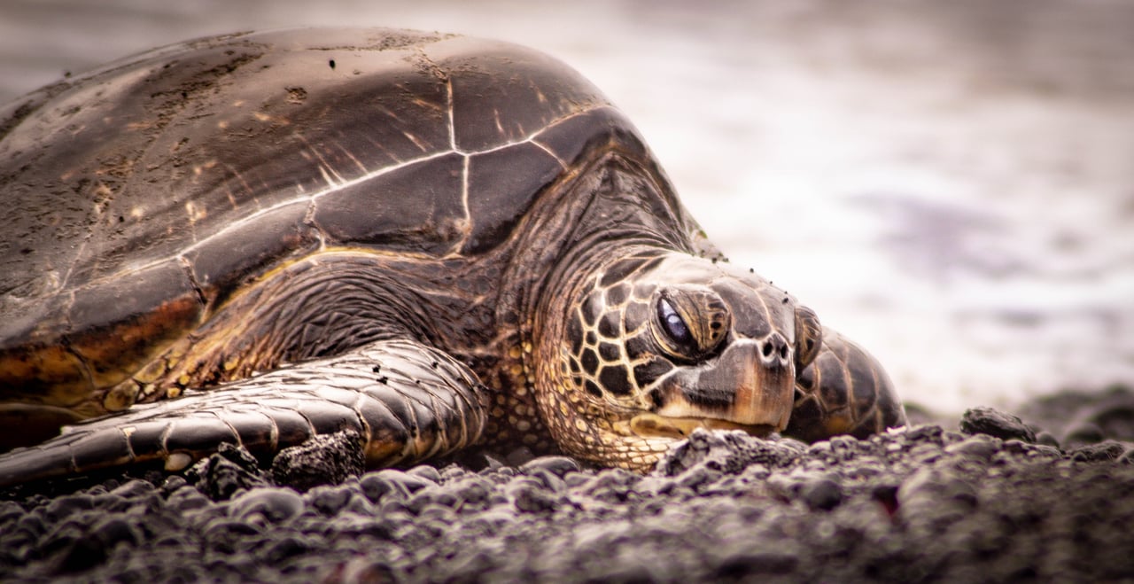 The Wait - A Sluggish Market