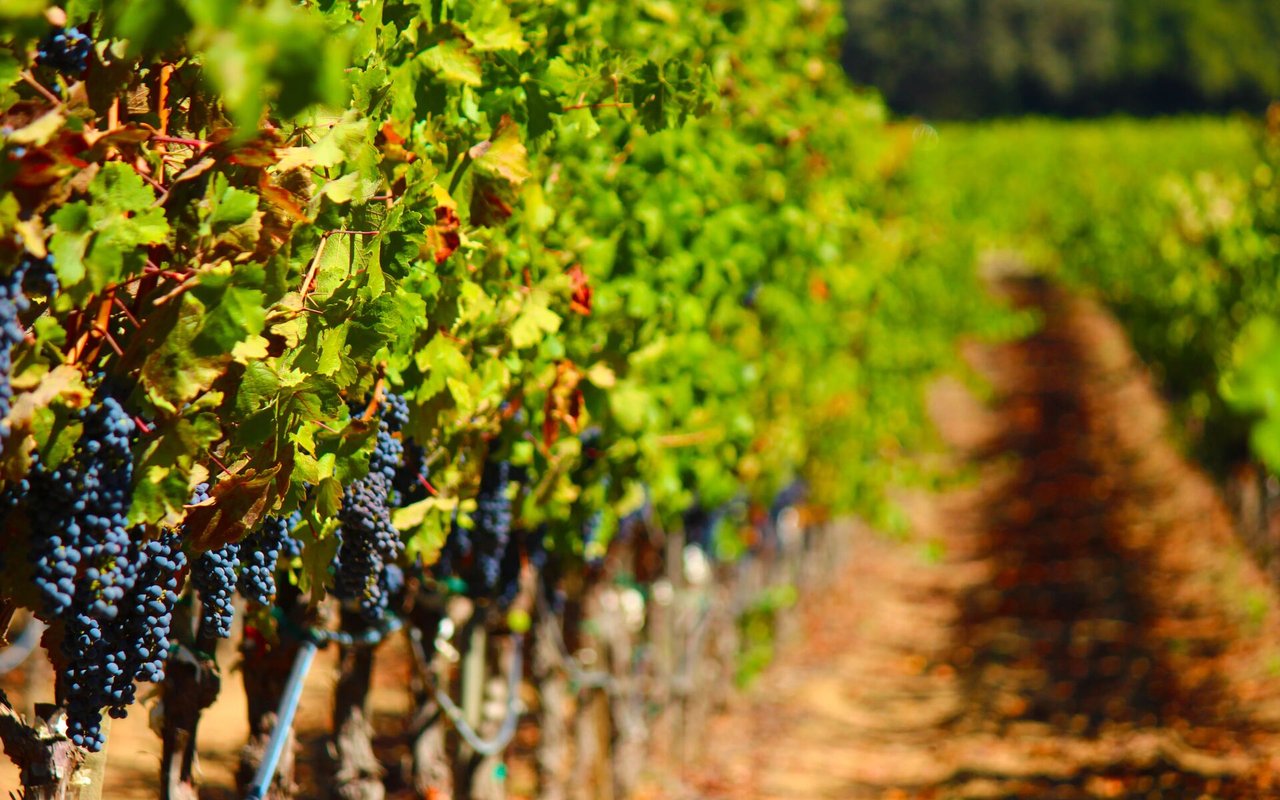 Day 20: West County Wineries with History