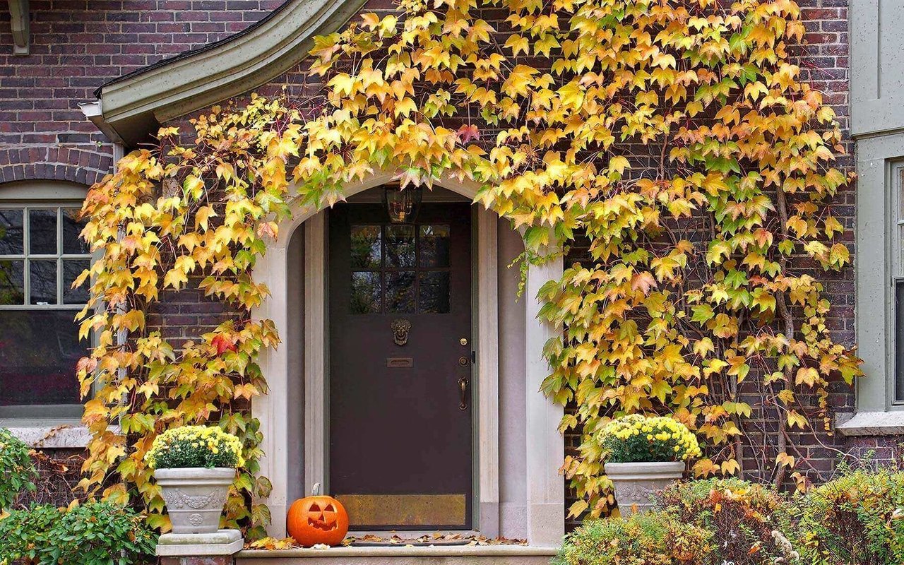 What is Termite Remediation, and How Can It Affect Your Mortgage?