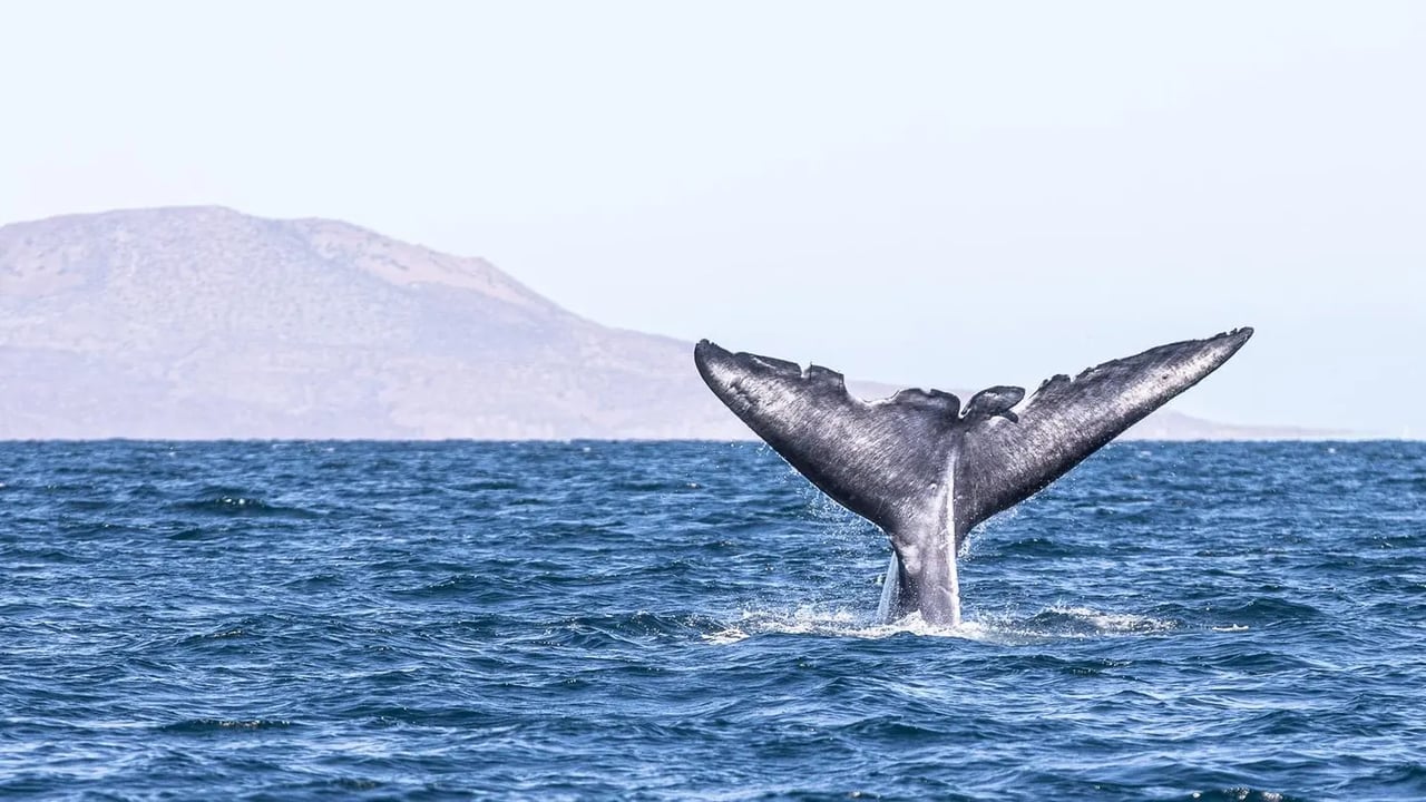 Whale Watching Season In Paradise In Baja California Sur