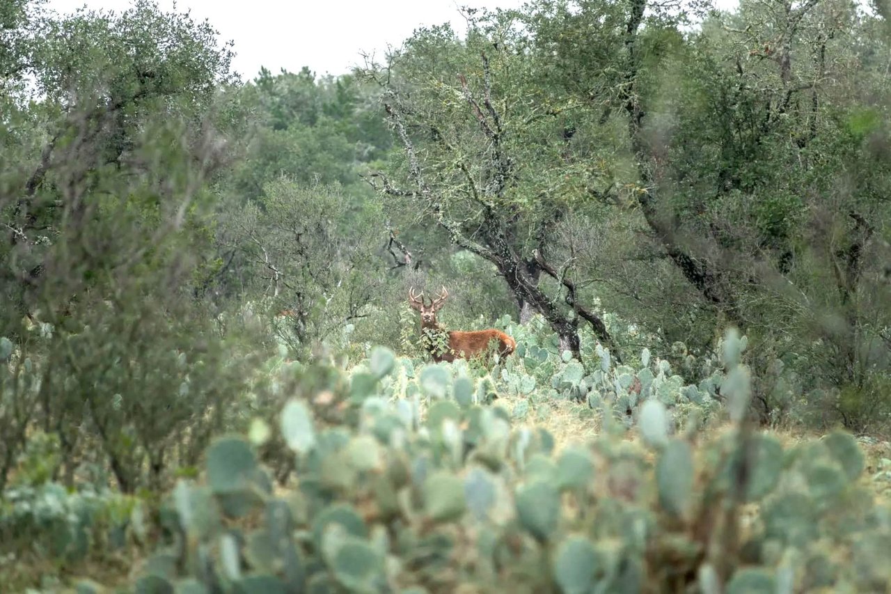 Eight Texas Ranches. Eight-Figure Price Tags.