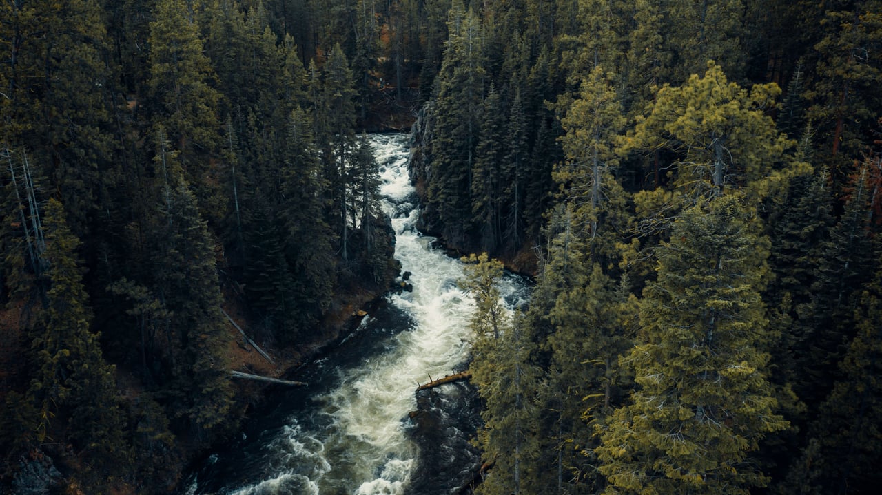 Whitewater rapids cut through a dense forest of evergreen and yellowing trees.