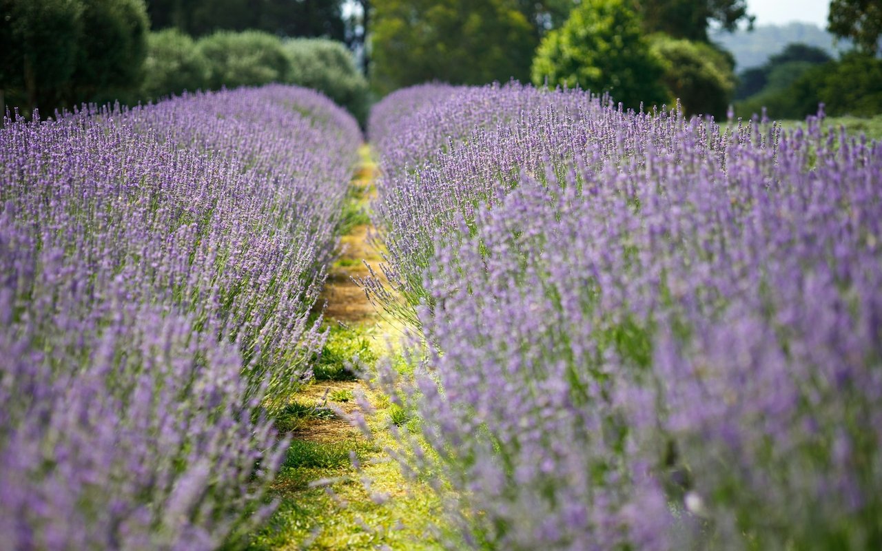 Midtown at Lavender Hill Farm