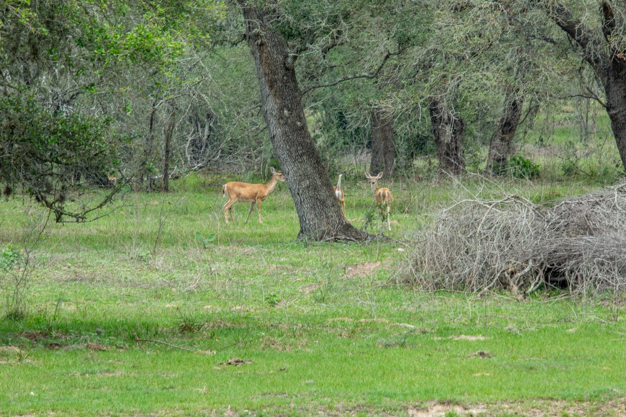 Five Mile Creek Reserve | 252.73± Acres-High Fence | DeWitt County, TX