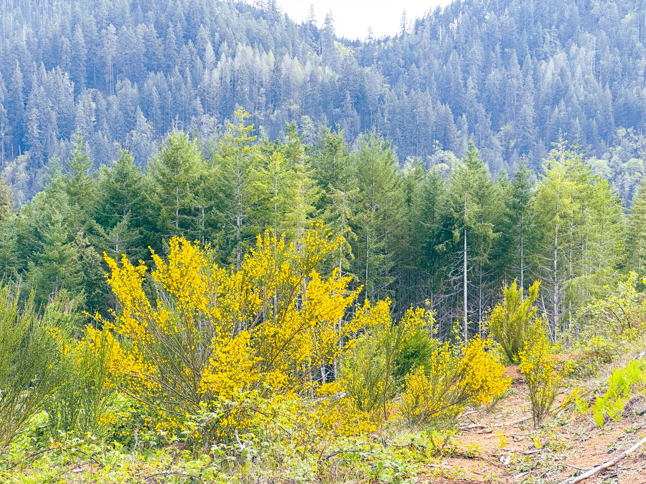 Walton Wild Woods