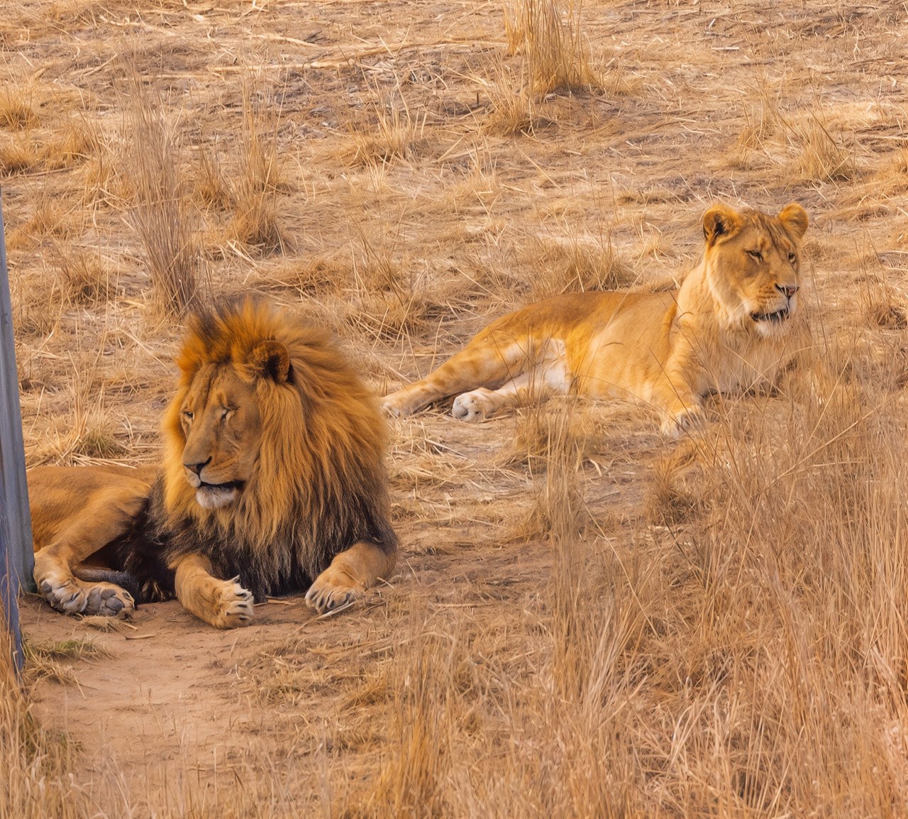 Into the Wild: Monica Breckenridge’s Unforgettable Journey at The Wild Animal Sanctuary Subtitle