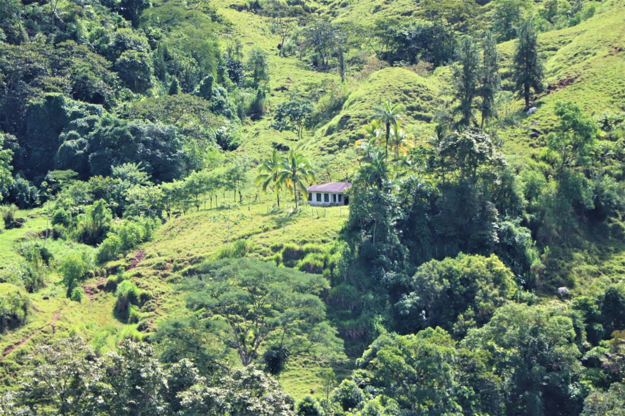 Riverfront Forest Farm, Perez Zeledon, San Jose