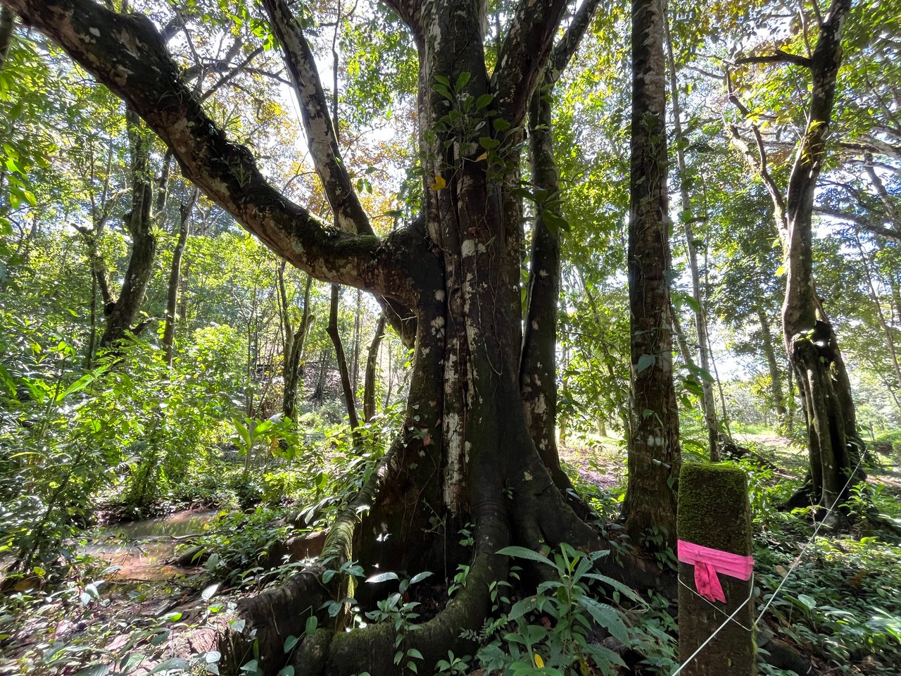 Tortuga Abajo Lot, Just before Ojochal.