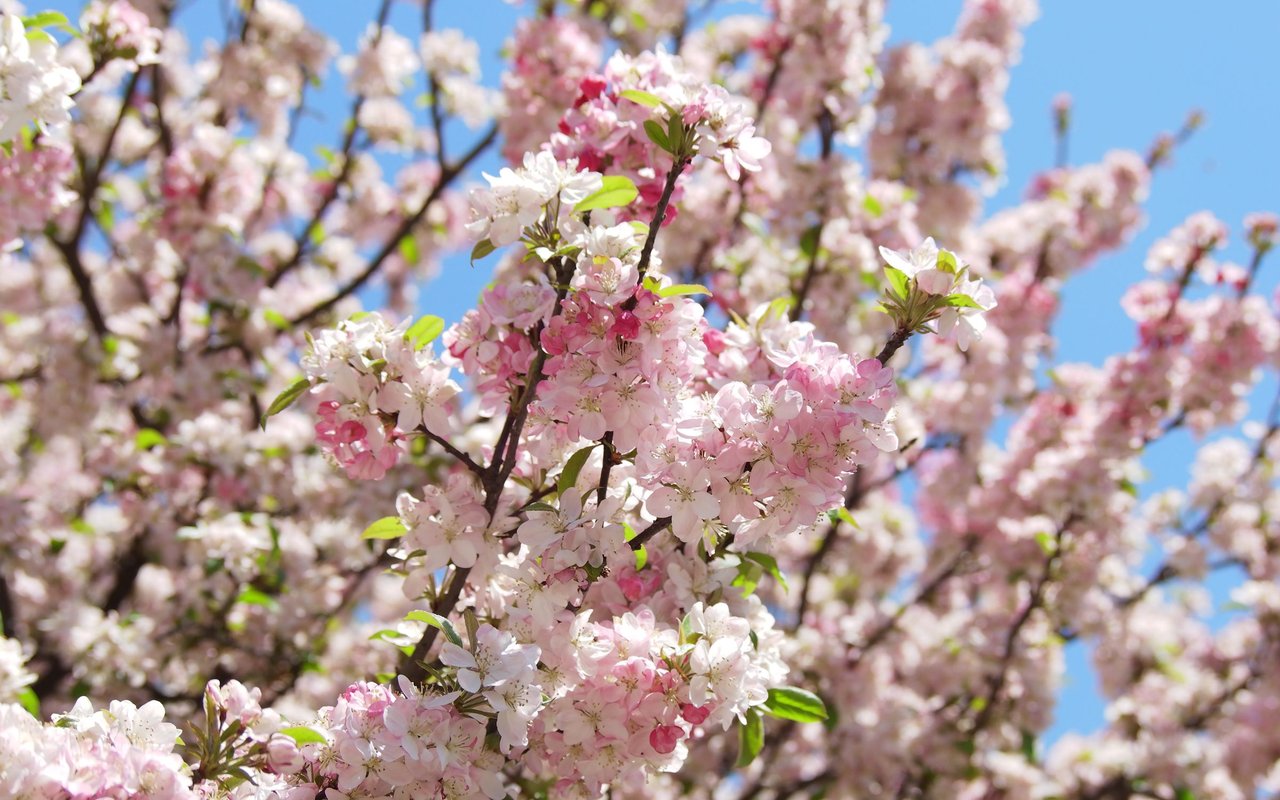 Pink and white spring blossoms on leafy branches against a blue sky.